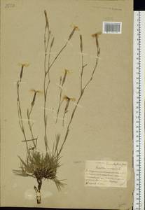 Dianthus arenarius, Eastern Europe, Belarus (E3a) (Belarus)