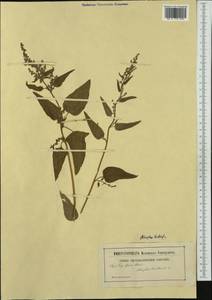 Atriplex hortensis L., Western Europe (EUR) (Not classified)