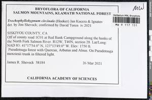 Trochophyllohypnum circinale (Hook.) Jan Kučera & Ignatov, Bryophytes, Bryophytes - America (BAm) (United States)
