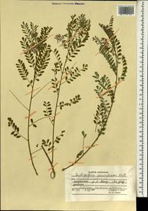 Indigofera heterantha Brandis, South Asia, South Asia (Asia outside ex-Soviet states and Mongolia) (ASIA) (Afghanistan)