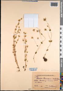 Lomatogonium carinthiacum (Wulfen) Reichenb., Mongolia (MONG) (Mongolia)