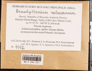 Brachythecium capillaceum (F. Weber & D. Mohr) Giacom., Bryophytes, Bryophytes - Baikal & Transbaikal regions (B18) (Russia)