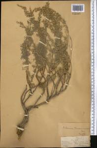 Artemisia rutifolia Stephan ex Spreng., Middle Asia, Dzungarian Alatau & Tarbagatai (M5) (Kazakhstan)