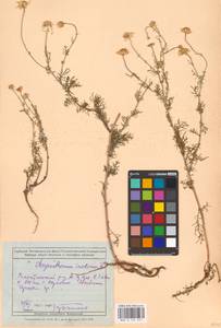 Tripleurospermum inodorum (L.) Sch.-Bip, Eastern Europe, Rostov Oblast (E12a) (Russia)