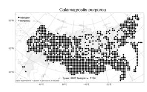 Calamagrostis purpurea (Trin.) Trin., Atlas of the Russian Flora (FLORUS) (Russia)