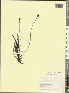 Plantago atrata subsp. spadicea (Pilg.) Pilg., Caucasus, Stavropol Krai, Karachay-Cherkessia & Kabardino-Balkaria (K1b) (Russia)