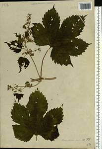 Humulus lupulus L., Eastern Europe, Central forest-and-steppe region (E6) (Russia)
