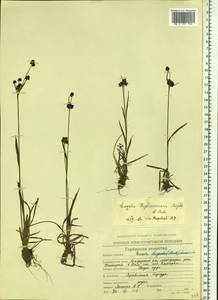 Luzula kjellmaniana Miyabe & Kudô, Siberia, Chukotka & Kamchatka (S7) (Russia)