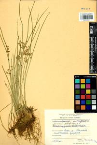 Juncus filiformis L., Siberia, Baikal & Transbaikal region (S4) (Russia)