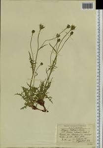 Crepis crocea (Lam.) Babc., Siberia, Baikal & Transbaikal region (S4) (Russia)