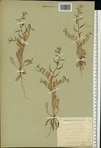 Chorispora tenella (Pall.) DC., Eastern Europe, Central forest-and-steppe region (E6) (Russia)