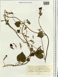 Ipomoea purpurea (L.) Roth, Eastern Europe, Moscow region (E4a) (Russia)