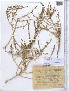 Nitrosalsola orientalis (S. G. Gmel.) Theodorova, Middle Asia, Caspian Ustyurt & Northern Aralia (M8) (Kazakhstan)