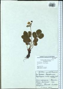 Fragaria viridis Duchesne, Eastern Europe, Central region (E4) (Russia)