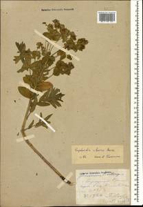 Euphorbia iberica Boiss., Caucasus, Stavropol Krai, Karachay-Cherkessia & Kabardino-Balkaria (K1b) (Russia)