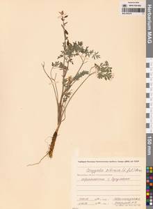 Corydalis sibirica (L.fil.) Pers., Siberia, Chukotka & Kamchatka (S7) (Russia)