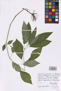 Mercurialis perennis L., Eastern Europe, Lower Volga region (E9) (Russia)