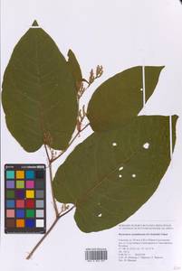 Reynoutria sachalinensis (F.Schmidt) Nakai, Siberia, Russian Far East (S6) (Russia)