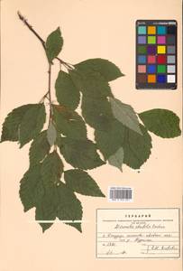 Sorbus alnifolia (Siebold & Zucc.) K. Koch, Siberia, Russian Far East (S6) (Russia)