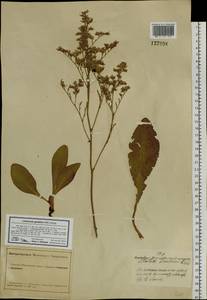 Limonium gmelinii (Willd.) Kuntze, Siberia, Altai & Sayany Mountains (S2) (Russia)