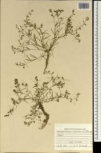 Spergularia marina (L.) Besser, Mongolia (MONG) (Mongolia)