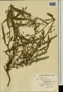 Lactuca tatarica (L.) C. A. Mey., Eastern Europe, Moscow region (E4a) (Russia)