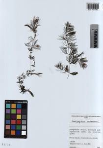 KUZ 003 782, Ceratophyllum submersum L., Siberia, Altai & Sayany Mountains (S2) (Russia)