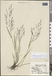 Catabrosa aquatica (L.) P.Beauv., Eastern Europe, Middle Volga region (E8) (Russia)