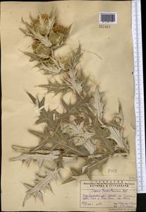 Cirsium turkestanicum (Regel) Petr., Middle Asia, Pamir & Pamiro-Alai (M2) (Tajikistan)