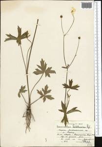 Ranunculus sericeus Banks & Sol., Middle Asia, Western Tian Shan & Karatau (M3) (Kyrgyzstan)