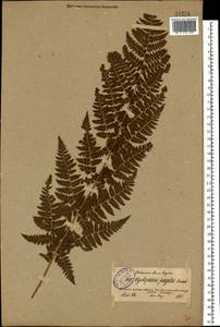 Dryopteris carthusiana (Vill.) H. P. Fuchs, Eastern Europe, North-Western region (E2) (Russia)