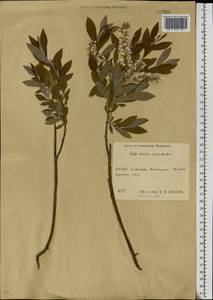 Salix aurita × viminalis, Eastern Europe, Central region (E4) (Russia)