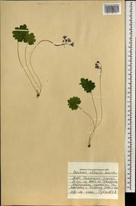 Primula matthioli subsp. altaica (Losinsk.) Kovt., Mongolia (MONG) (Mongolia)