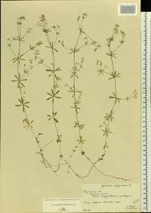 Galium uliginosum L., Eastern Europe, Central region (E4) (Russia)