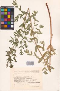 Hypericum perforatum L., Eastern Europe, Lower Volga region (E9) (Russia)