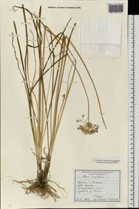 Allium angulosum L., Eastern Europe, South Ukrainian region (E12) (Ukraine)