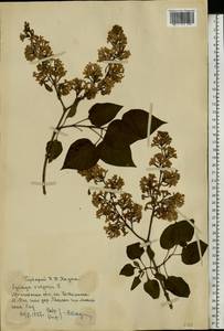 Syringa vulgaris L., Eastern Europe, Moscow region (E4a) (Russia)