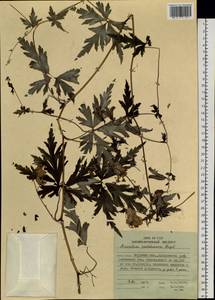 Aconitum raddeanum Regel, Siberia, Russian Far East (S6) (Russia)