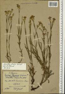 Dianthus campestris M. Bieb., Eastern Europe, Middle Volga region (E8) (Russia)