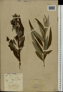 Salix viminalis L., Eastern Europe, Eastern region (E10) (Russia)