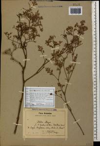 Limonium scoparium (Pall. ex Willd.) Stankov, Caucasus, Armenia (K5) (Armenia)
