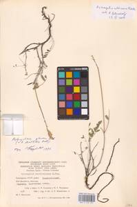 Astragalus albicaulis DC., Eastern Europe, Eastern region (E10) (Russia)