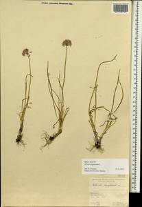 Allium angulosum L., Siberia, Altai & Sayany Mountains (S2) (Russia)