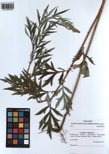 Artemisia vulgaris L., Siberia, Altai & Sayany Mountains (S2) (Russia)