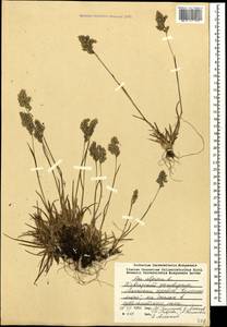 Poa alpina L., Caucasus, Krasnodar Krai & Adygea (K1a) (Russia)