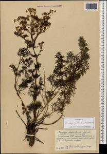 Ferulago galbanifera (Mill.) W. D. J. Koch, Caucasus, Dagestan (K2) (Russia)