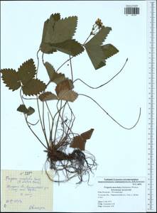 Fragaria moschata Duchesne, Eastern Europe, Central region (E4) (Russia)