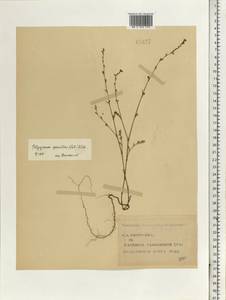 Polygonum patulum subsp. patulum, Eastern Europe, Central forest-and-steppe region (E6) (Russia)