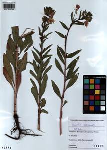 Oenothera ×rubricaulis Kleb., Siberia, Altai & Sayany Mountains (S2) (Russia)
