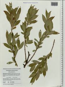 Salix pentandra L., Eastern Europe, Northern region (E1) (Russia)